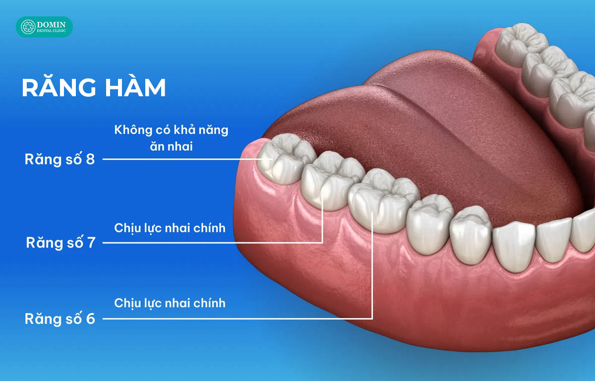 Răng hàm nằm ở vị trí trong cùng cung hàm, có tác dụng nhai nghiền thức ăn